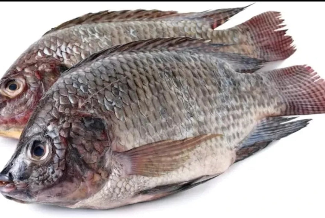 Tilapia 2 pack