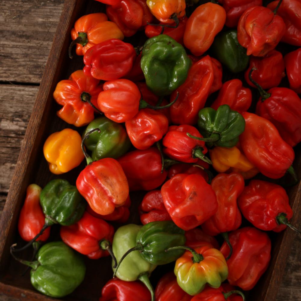 Scotch Bonnet peppers