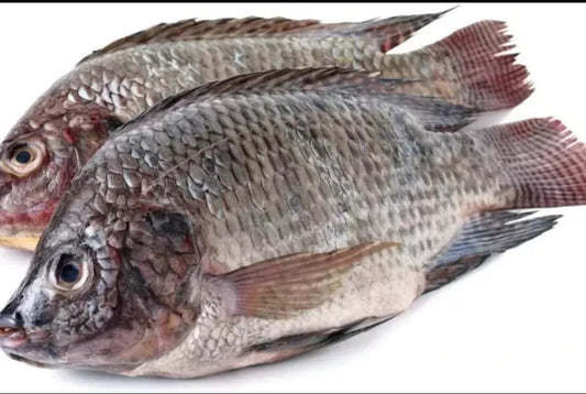Tilapia 2 pack